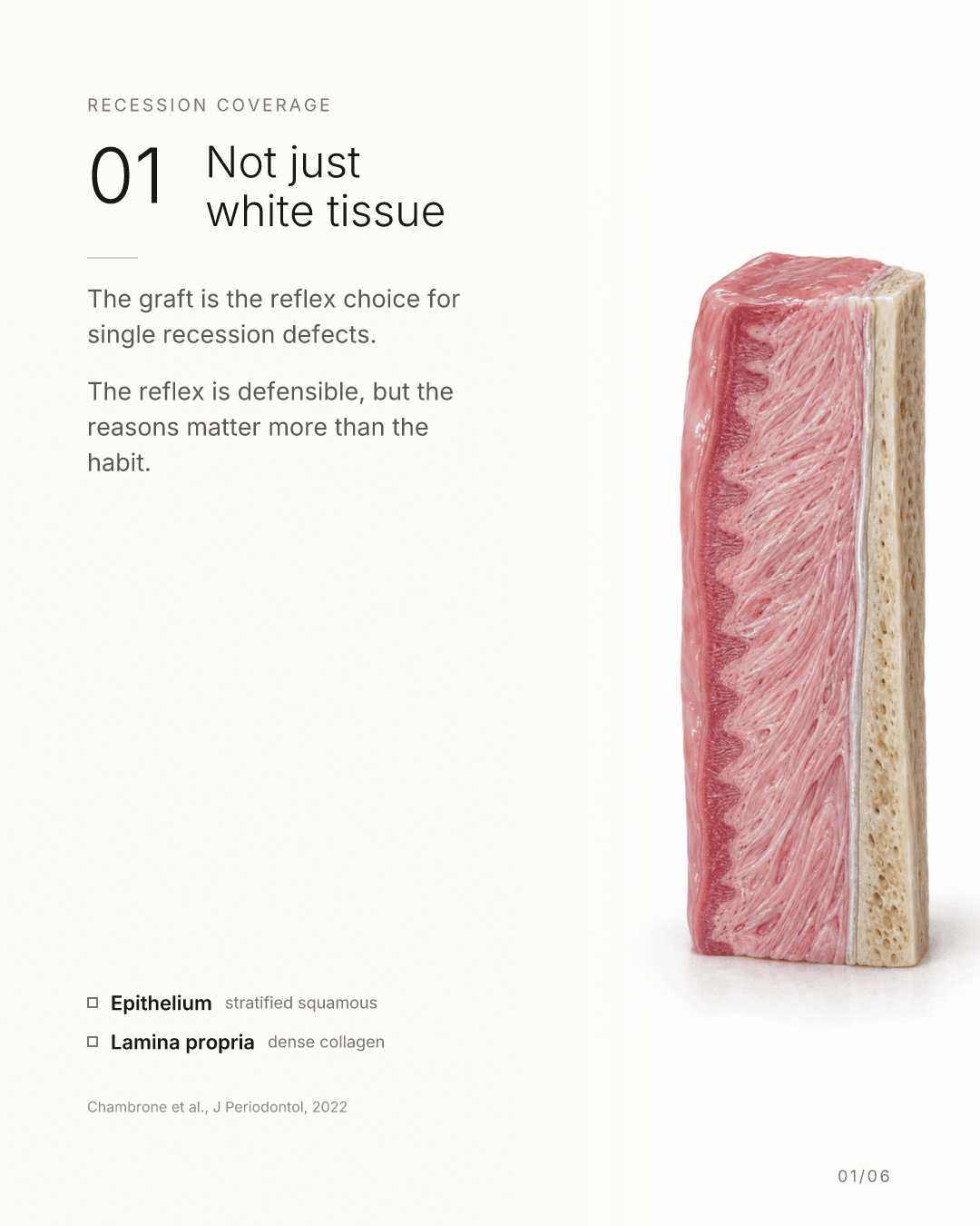 A sample Carousel Studio slide titled Not just white tissue, with a cross-section of gum and bone and the source Chambrone et al., J Periodontol, 2022