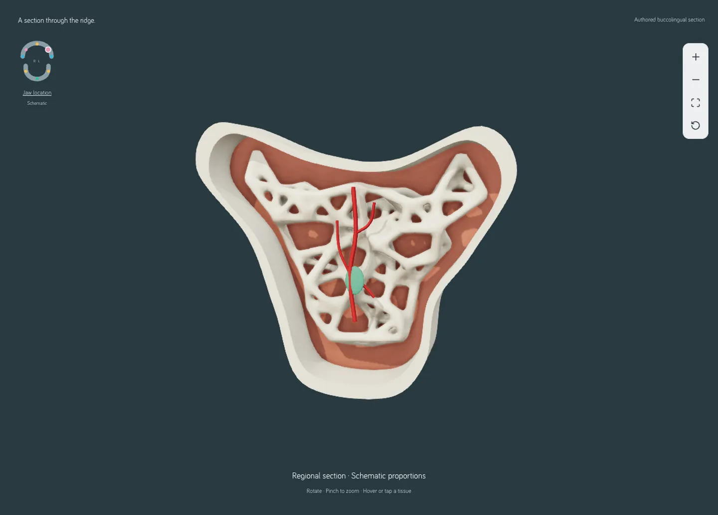 A drawn cross section of the posterior maxilla showing cortical shell, trabeculae, marrow and illustrative vessels.