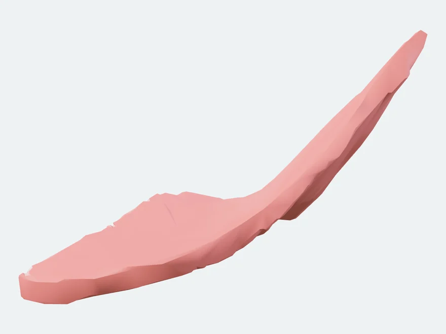Left mylohyoid, isolated in the atlas